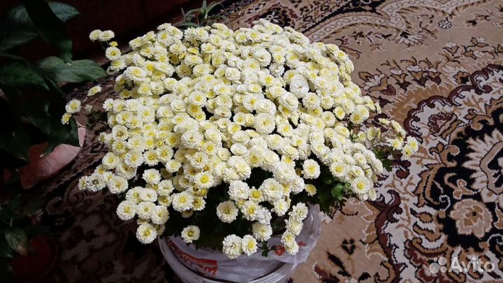 Хризантемы и другие цветы