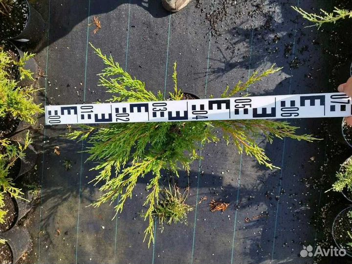 Можжевельник Andorra Compacta/С10