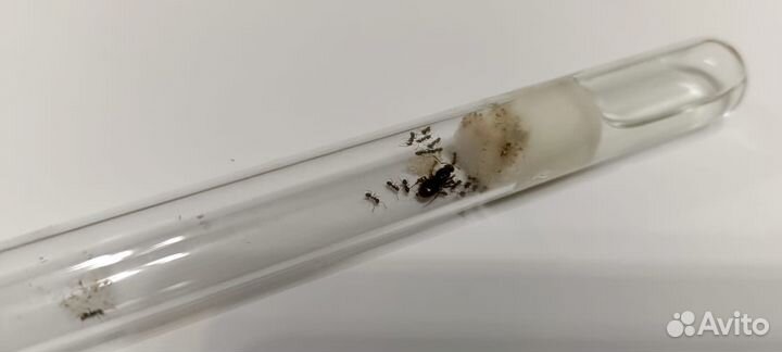 Муравьи messor structor, Lassius,Tetramorium