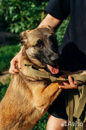 Красавица Цея