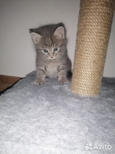 Котята ищут дом