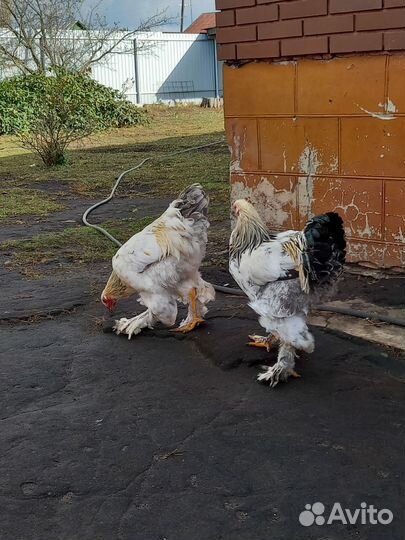 Петухи Брама