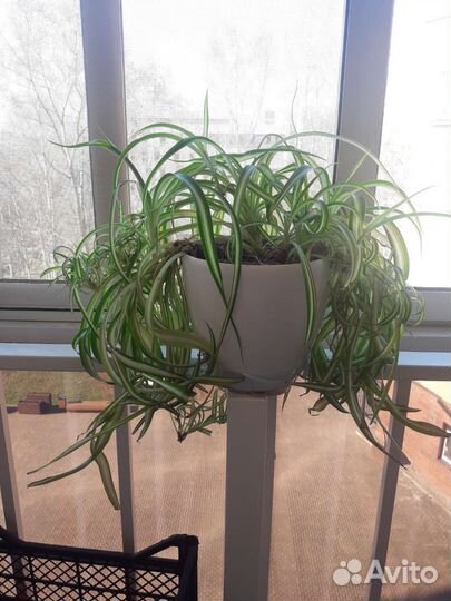 Хлорофитум кудрявый большое комнатное растение
