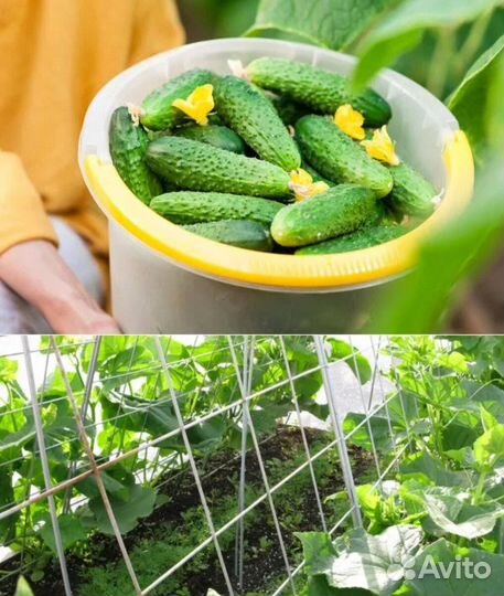 Огурчики свежие, домашние, с огорода