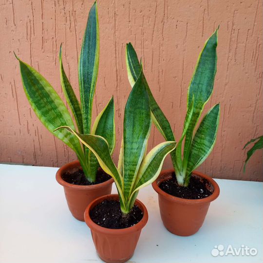 Домашние цветы