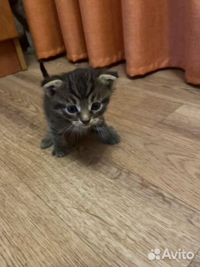 Отдам бесплатно в добрые руки