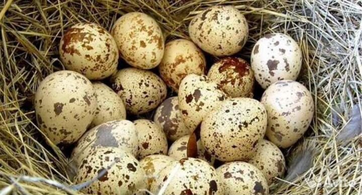 Яйца перепелиные домашние