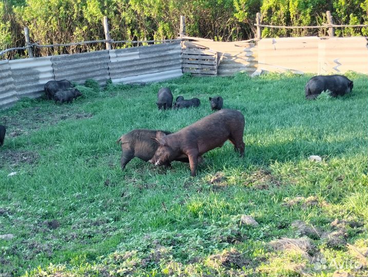 Вьетнамский вислобрюхий хряк