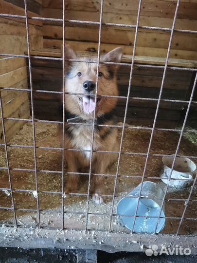 Пёс бородуля