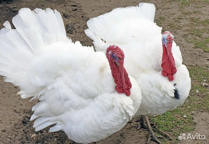 Индюшата хайбрид конвертер. Биг 6