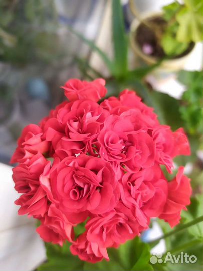 Герань пеларгония розебудная