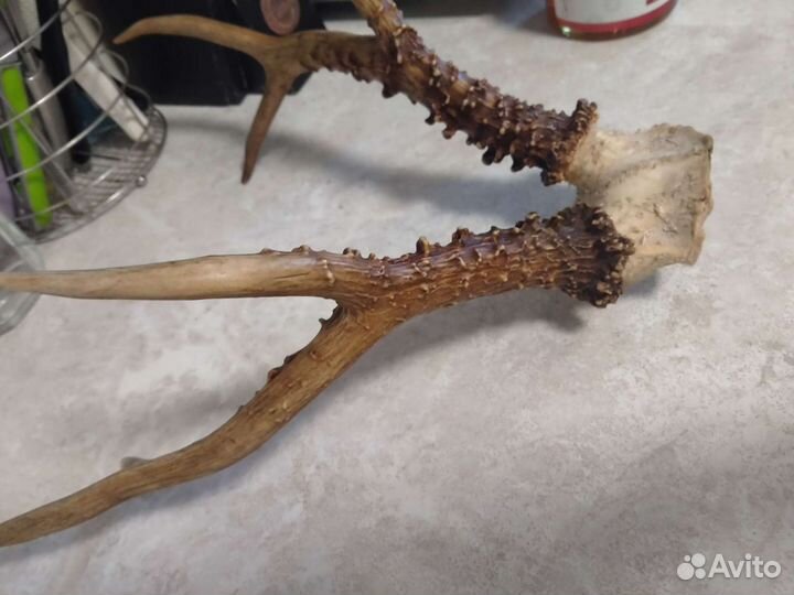 Рога косули