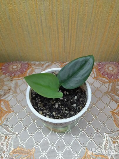 Сциндаптусы сортовые