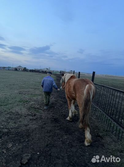 Жеребчик 1,5 г. Полутяж