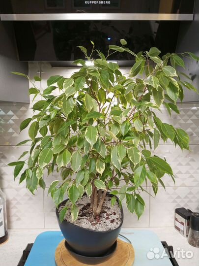 Фикус бенджамина