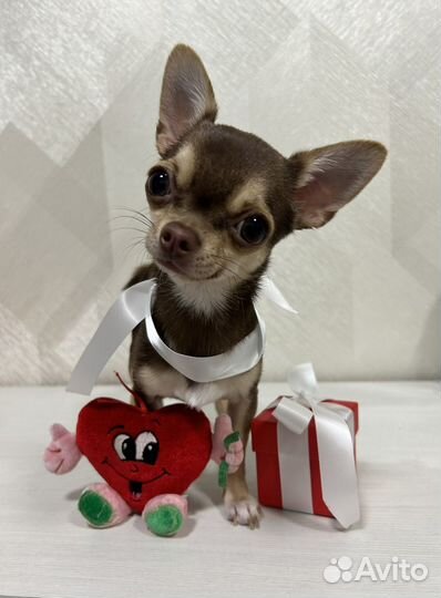 Вязка чихуахуа