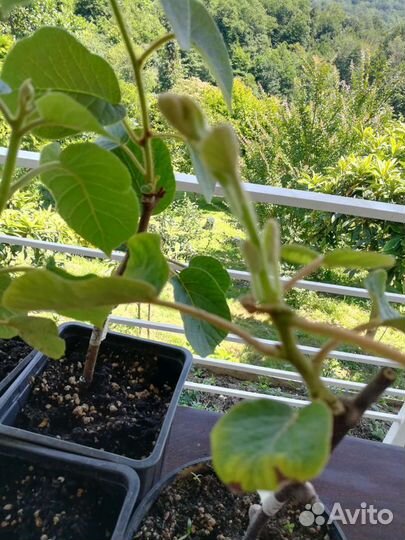 Саженцы киви