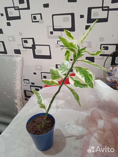 Педилантус