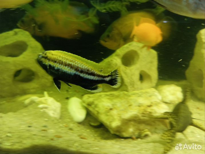 Ауратус меланохромис, Сом синодонтис(перевёртыш)