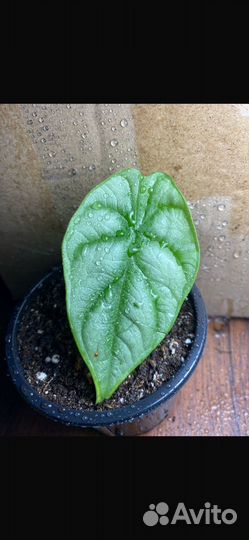 Фикус ампельный