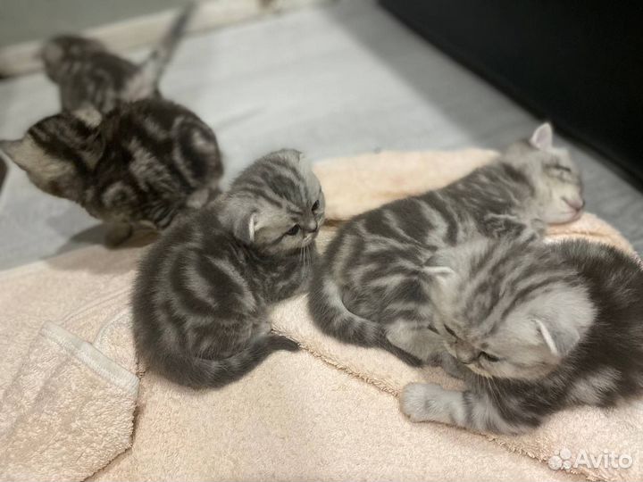 Шотландская