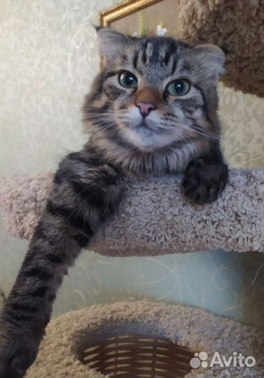 Котенок мальчик