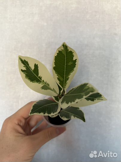 Фикус альбомаргината, фикус керли