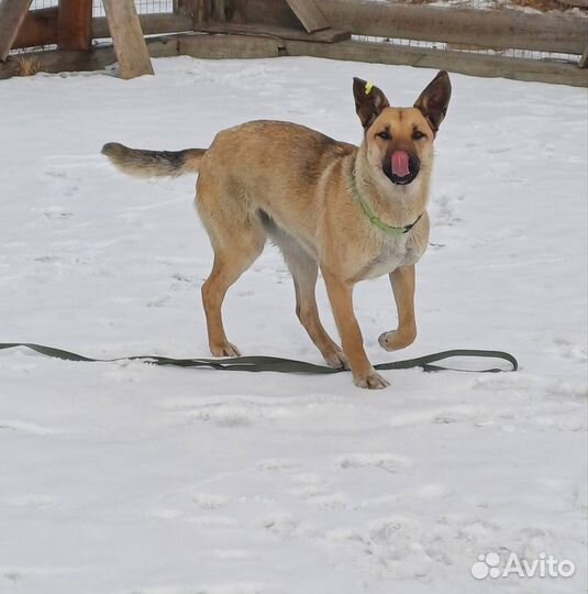 Собака в добрые руки