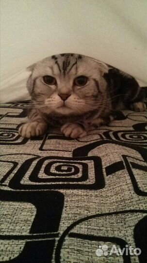 Вязка, шотландский вислоухий