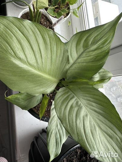 Спатифиллум spilt milk (сплит милк) Круглый лист