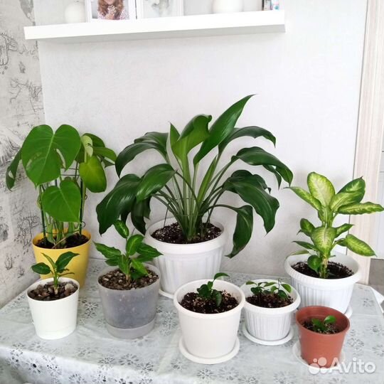 Комнатные растения цветы