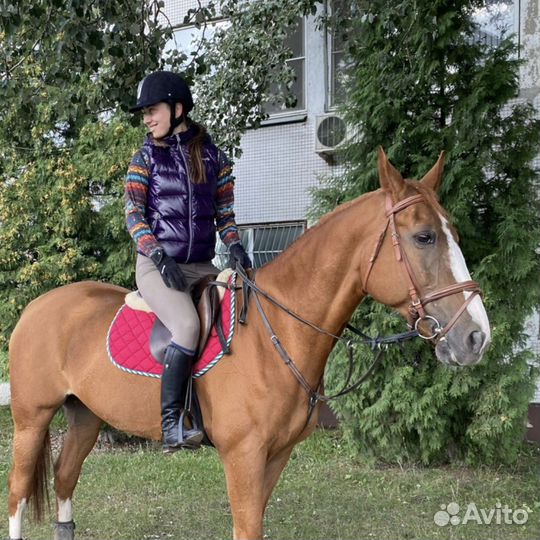 Сапоги кожаные- конкур