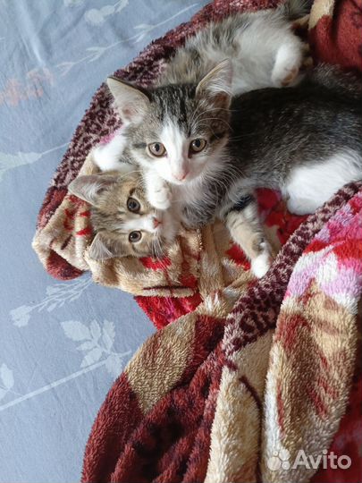 Кошечка и котик в добрые руки бесплатно