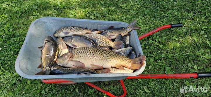 Продам рыбу