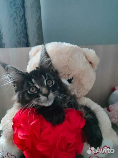 Котята Мейн-кун