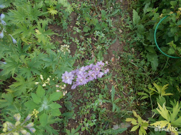 Продам дельфениумы, гортензии,канны георгины