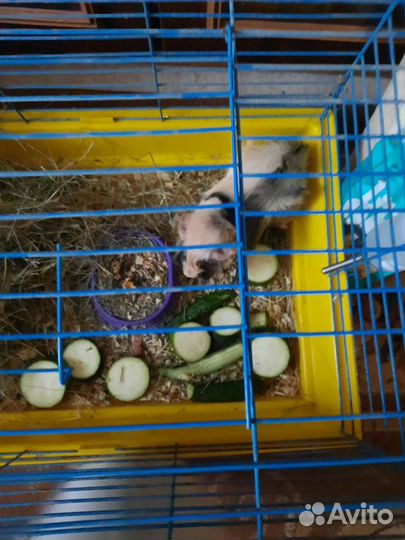 Передержка домашних животных