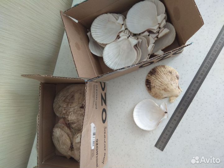 Морские ракушки