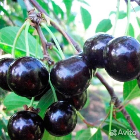 Вишня Чернокорка