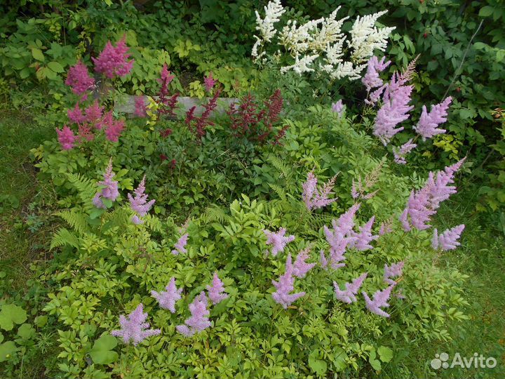 Растения для тени