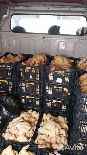 Мясо домашней курицы