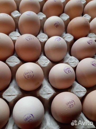 Птица, яйцо