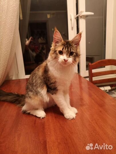 Счастье в дар