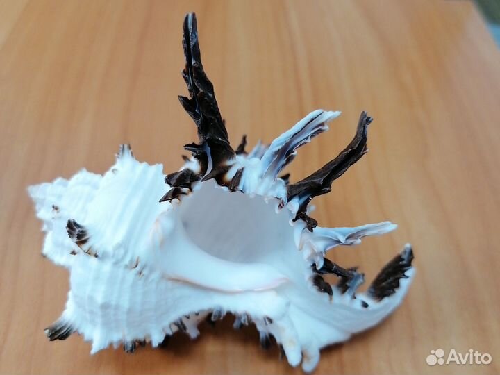 Морские ракушки раковины большие