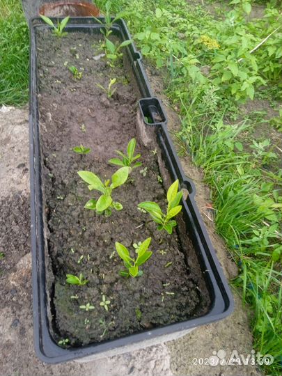 Рассада лимон, мандарин