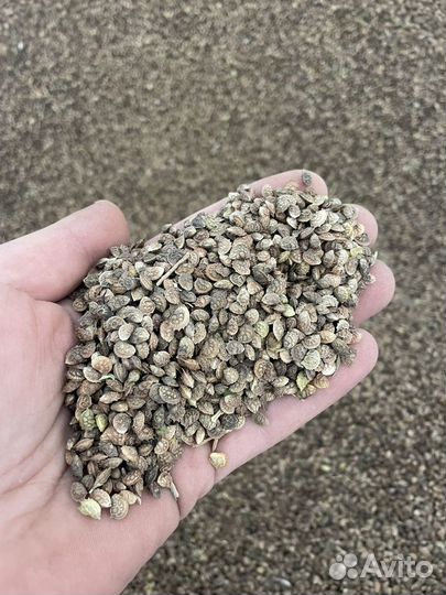 Эспарцет семена 1251 Рс Донник желтый