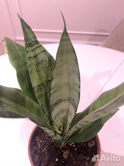 Сансиверия