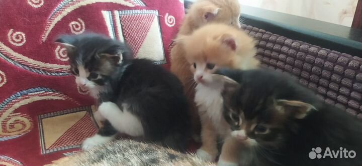 Котята