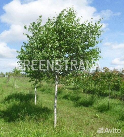 Береза пушистая/250-300 см о/с 8-10