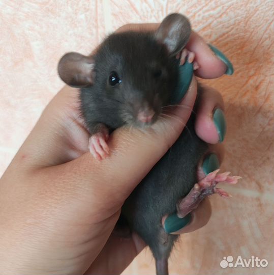 Крысята дамбо